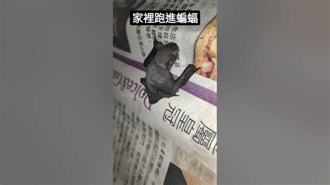 蝙蝠跑進來家裡|蝙蝠入侵！家居安全攻略